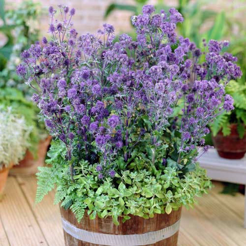 Синеголовник (эрингиум) артикул фото 1 Синеголовник (эрингиум) изображение 1 артикул 2979