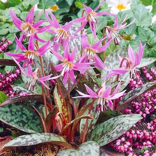 Эритрониум (кандык) Денс Канис артикул фото 1 Эритрониум (кандык) Денс Канис изображение 1 артикул 67891