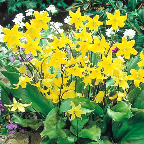 Эритрониум (кандык) Кондо изображение 1 артикул 67349