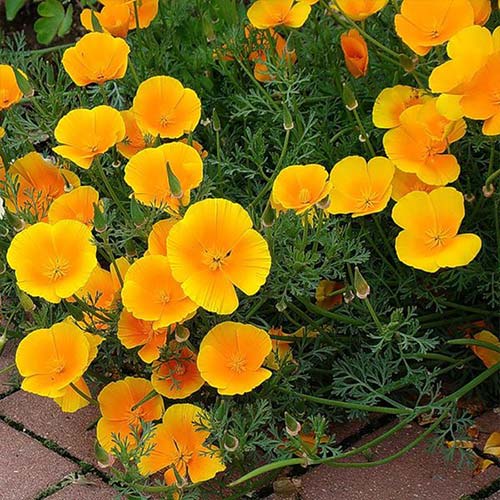 Эшшольция Шифон, смесь окрасок Русский огород НК изображение 1 артикул 69986