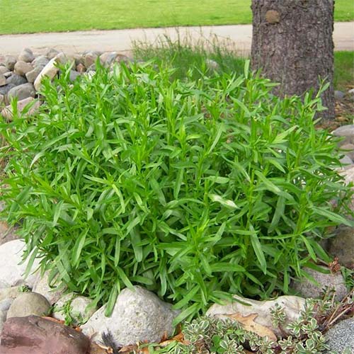 Эстрагон (тархун) Гудвин Русский огород НК изображение 1 артикул 69988