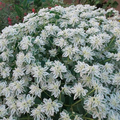 Эуфорбия маргината Снег на горе Русский огород НК изображение 1 артикул 69985