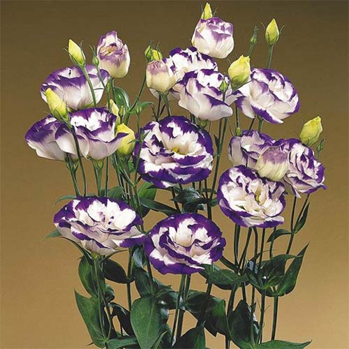 Эустома Мэйдж Блу Рим F1 изображение 1 артикул 69983