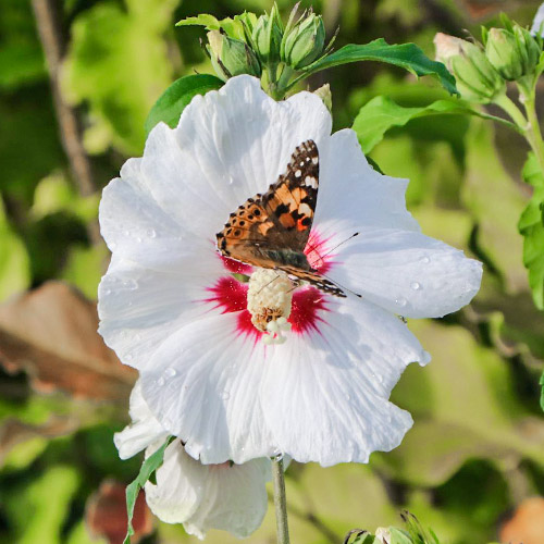 Гибискус сирийский Red heart артикул фото 1 Гибискус сирийский Red heart изображение 1 артикул 9022