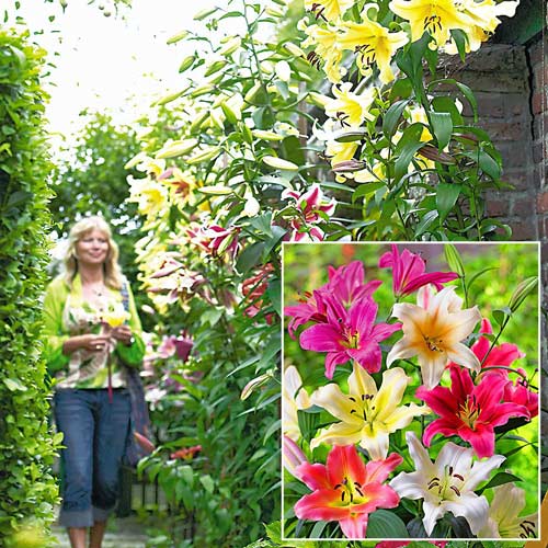 Лилии-деревья, смесь сортов  изображение 1 артикул 200149