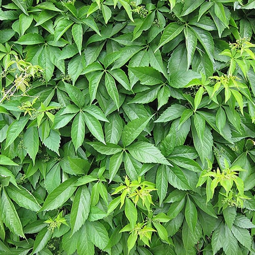 Виноград девичий пятилисточковый изображение 1 артикул 9018