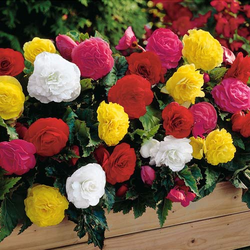 Бегонии махровые, смесь окрасок изображение 1 артикул 201190