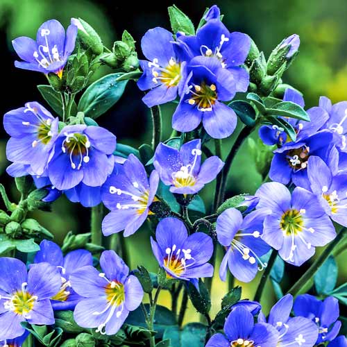 Фацелия Калифорнийский колокольчик изображение 1 артикул 69976