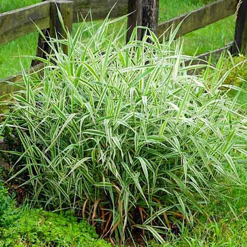 Фалярис Лютеопикта артикул фото 1 Фалярис Лютеопикта изображение 1 артикул 4785