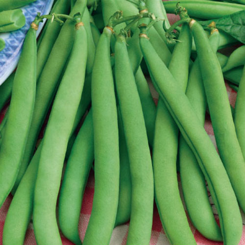 Фасоль спаржевая Изумрудные сережки Premium Seeds изображение 1 артикул 83877
