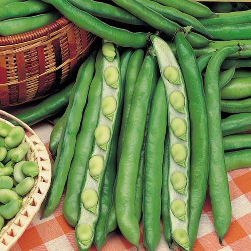 Фасоль овощная Романа Седек изображение 1 артикул 71731