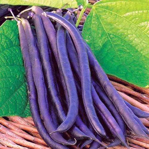 Фасоль овощная Румба артикул фото 1 Фасоль овощная Румба изображение 1 артикул 83142