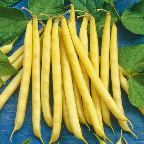 Фасоль спаржевая Пантера Седек изображение 1 артикул 84930