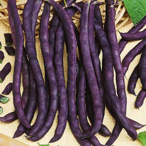 Фасоль спаржевая Пурпурная малышка изображение 1 артикул 71303
