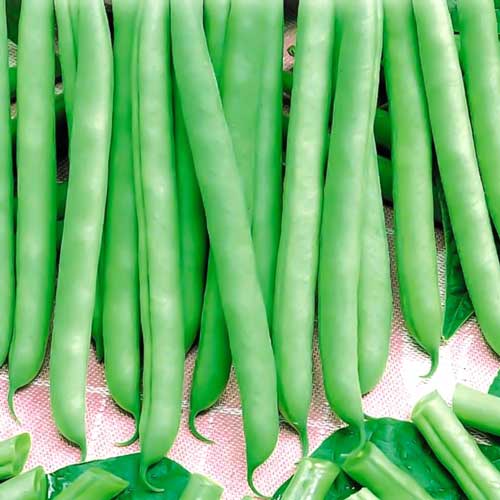 Фасоль спаржевая Сакса без волокна 615 изображение 1 артикул 71806
