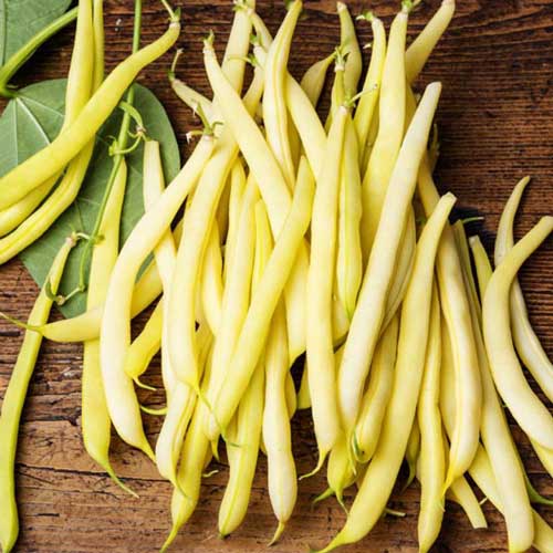 Фасоль спаржевая Золотая сакса изображение 1 артикул 71805