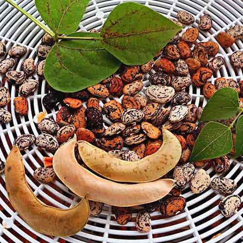 Фасоль зерновая Лимская Сибирский сад артикул фото 1 Фасоль зерновая Лимская Сибирский сад изображение 1 артикул 97149