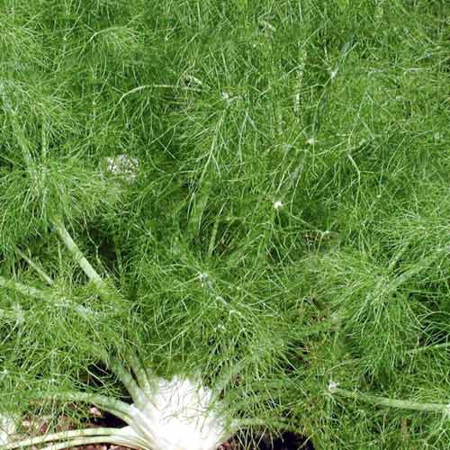 Фенхель Феномен изображение 1 артикул 69837