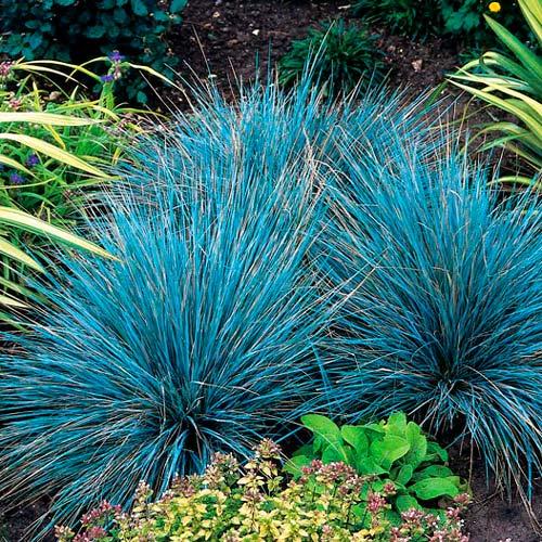 Овсяница Блауглют изображение 1 артикул 7210