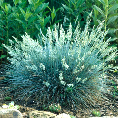 Овсяница Силберрихер изображение 1 артикул 7212