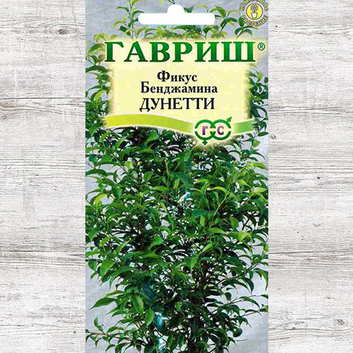 Фикус Бенджамина Дунетти Гавриш артикул фото 1 Фикус Бенджамина Дунетти Гавриш изображение 1 артикул 66143