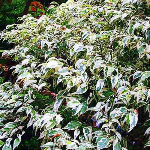 Фикус Бенджамина изображение 1 артикул 66175