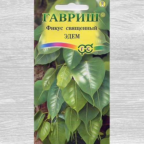 Фикус Эдем Гавриш артикул фото 1 Фикус Эдем Гавриш изображение 1 артикул 82437