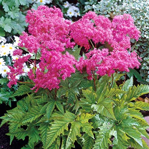 Филипендула Пурпл изображение 1 артикул 70388