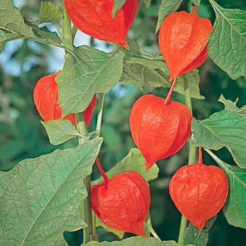 Физалис Китайские фонарики изображение 1 артикул 66174