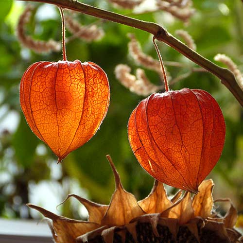 Физалис Китайские фонарики изображение 2 артикул 66174