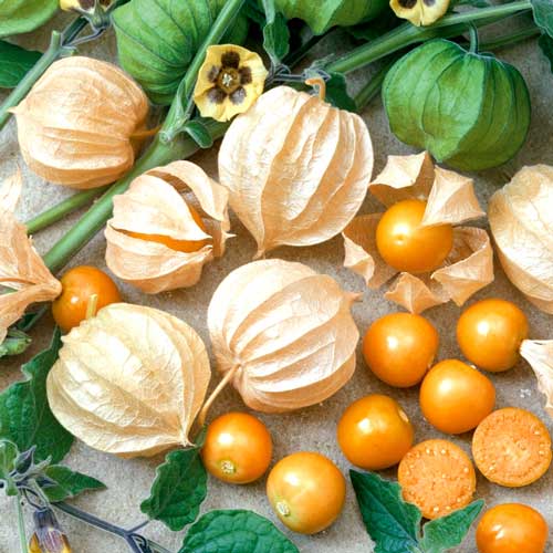 Физалис сахарный Изюмчик изображение 1 артикул 65369