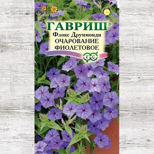 Флокс Друммонда Очарование фиолетовое Гавриш изображение 1 артикул 73920