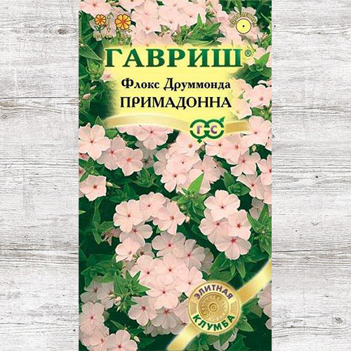 Флокс Друммонда Примадонна Гавриш изображение 1 артикул 82438