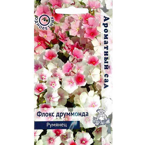 Флокс Друммонда Румянец Поиск изображение 1 артикул 93137