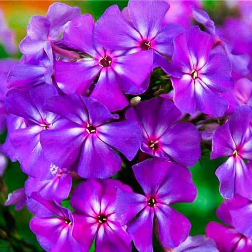 Флокс Синий бархат артикул фото 1 Флокс Синий бархат изображение 1 артикул 66177