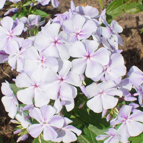 Флокс метельчатый Лайт Блю изображение 1 артикул 68344