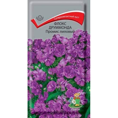 Флокс Друммонда Промис лиловый Поиск изображение 1 артикул 83208