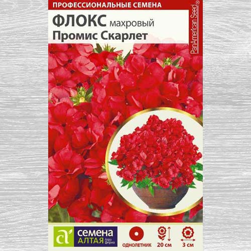 Флокс махровый Промис Скарлет артикул фото 1 Флокс махровый Промис Скарлет изображение 1 артикул 78177