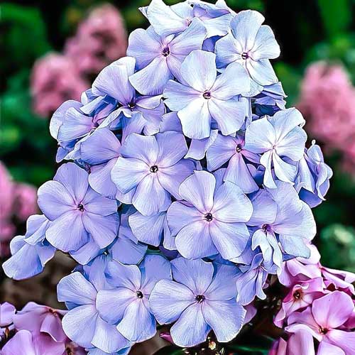 Флокс метельчатый Блю Бой изображение 1 артикул 76136