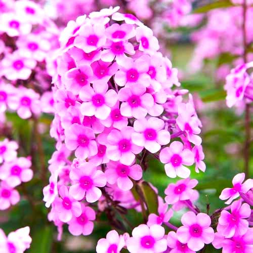 Флокс метельчатый Мисс Пеппер изображение 1 артикул 70446