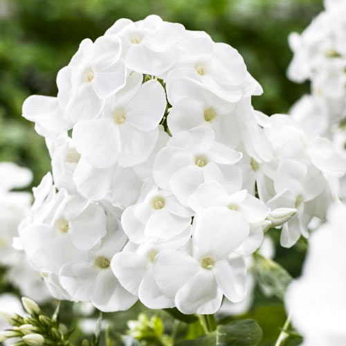 Флокс метельчатый Рембрандт изображение 1 артикул 68770