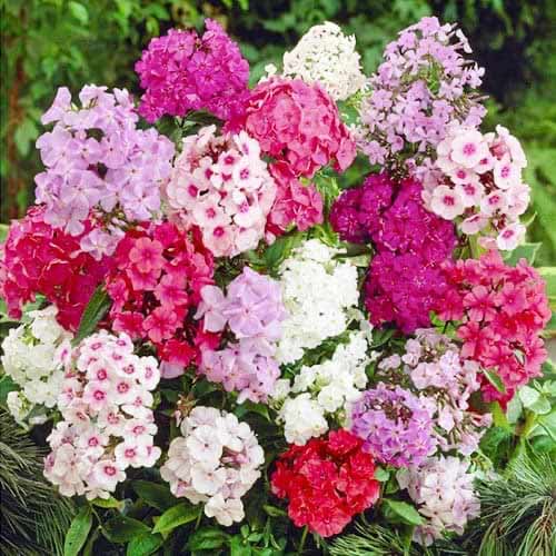 Флокс метельчатый, микс изображение 1 артикул 76491