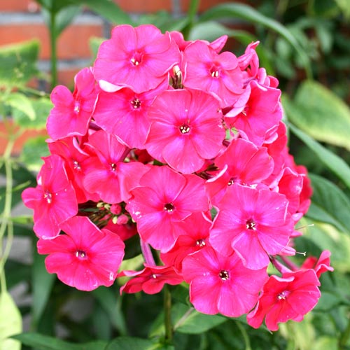 Флокс Мисс Мэри изображение 1 артикул 2981