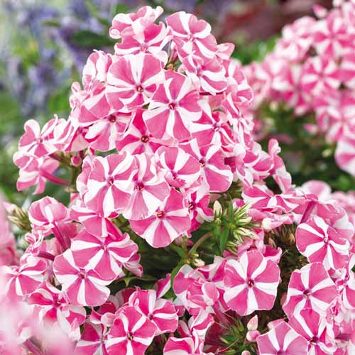 Флокс метельчатый Пинк Виндмилл изображение 1 артикул 76348