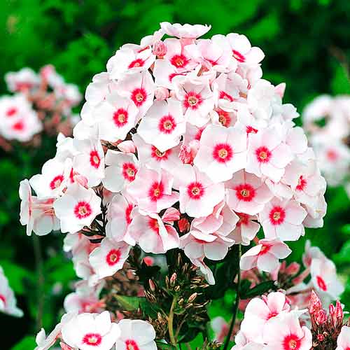 Флокс метельчатый Ред/Уайт артикул фото 1 Флокс метельчатый Ред/Уайт изображение 1 артикул 67037