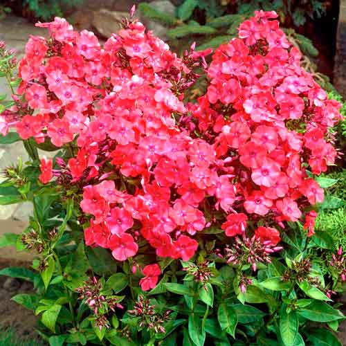 Флокс метельчатый Ред изображение 1 артикул 76494