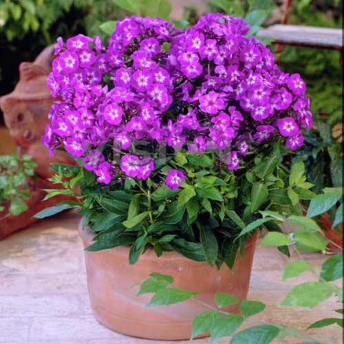 Флокс метельчатый Успех изображение 1 артикул 76139