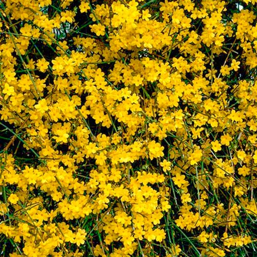 Форзиция Веберс Бронкс изображение 1 артикул 9168