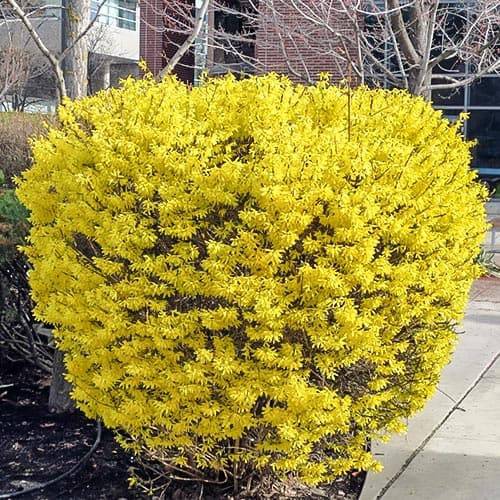 Форзиция Голдрауш артикул фото 1 Форзиция Голдрауш изображение 1 артикул 9183