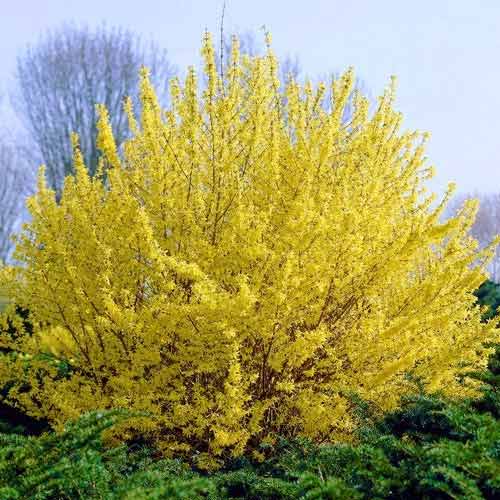 Форзиция Миниголд  изображение 1 артикул 9105